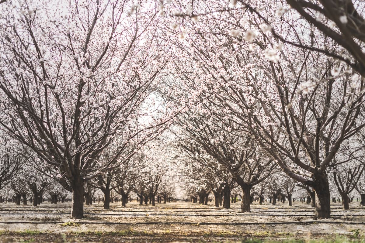 A group of trees that are next to each other — Fresno, CA