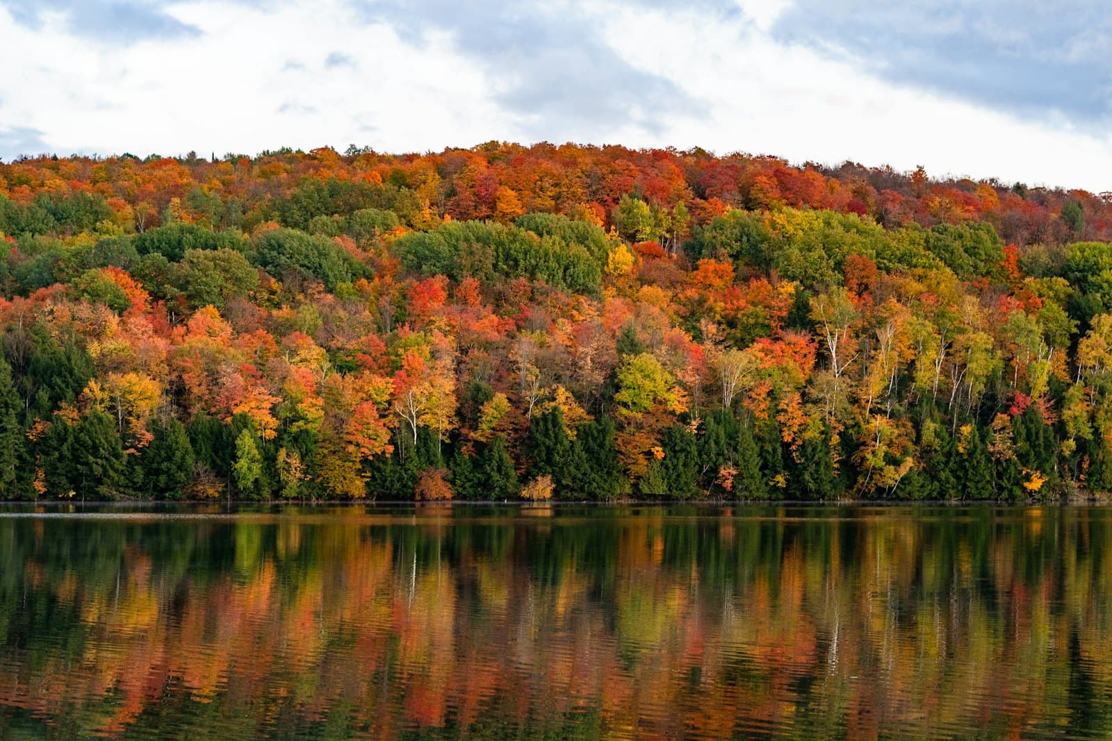 green and brown trees beside body of water during daytime — Northeast